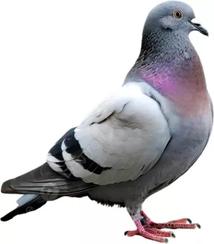 merkloos Luxury Ultrasonic Scarecrow - Motion Detector - Lighting (8721085170267)